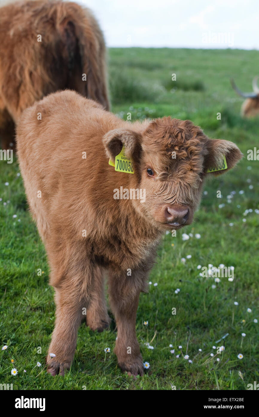 Highland-Kalb (Bos Taurus). Iona. Inneren Hebriden, Westküste Schottlands. Juni 2015 Stockfoto