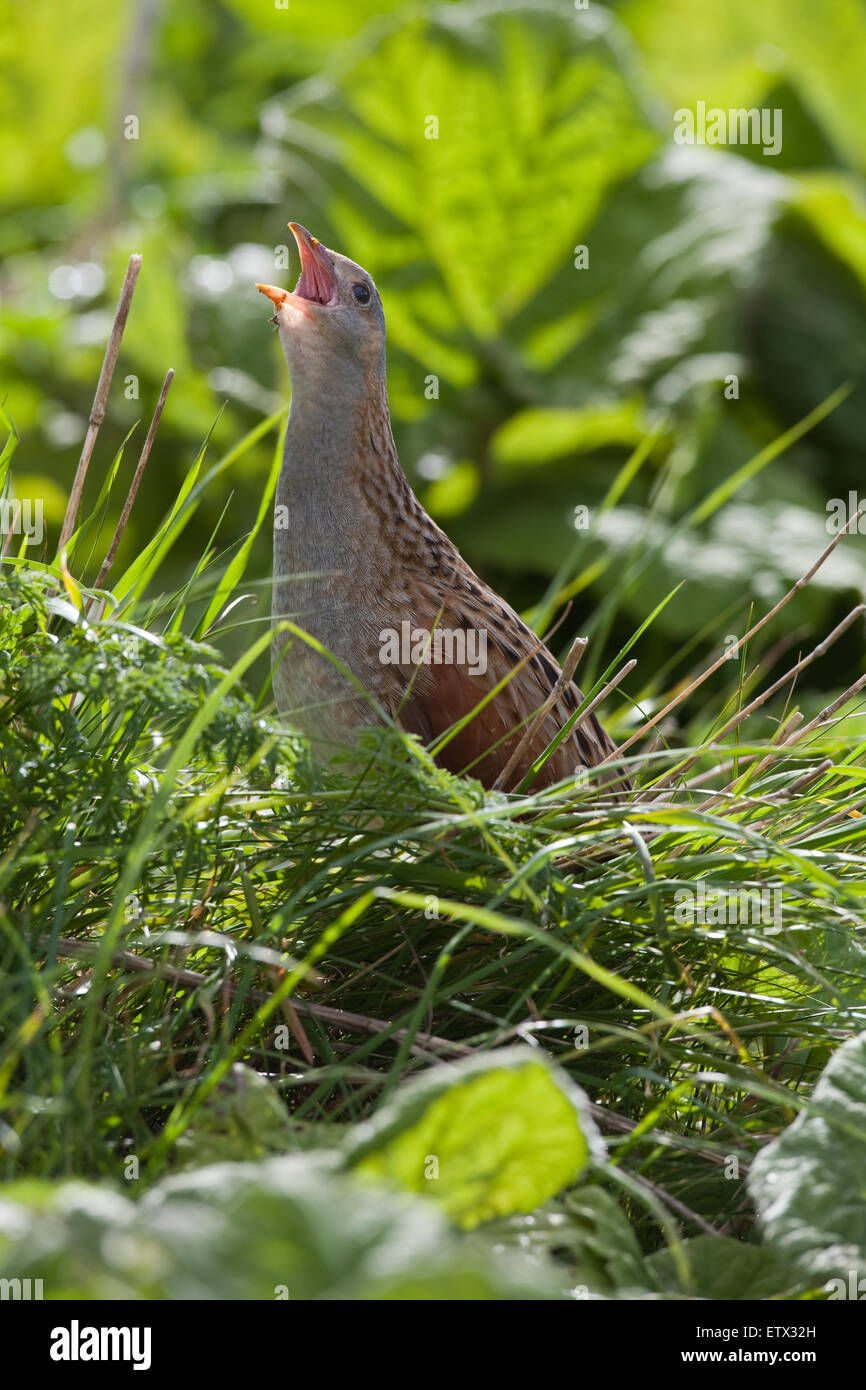 Wachtelkönig (Crex Crex).  Aufruf aus der Deckung Vegetation einschließlich Pestwurz (Petasites Hybridus). Iona. Schottland. Stockfoto