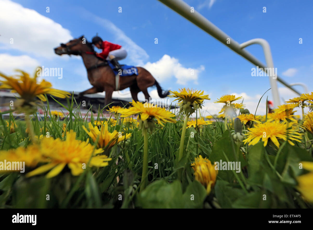 Hannover, Deutschland, Pferd und Jockey während des Rennens Galopp hinter blühenden Löwenzahn Stockfoto