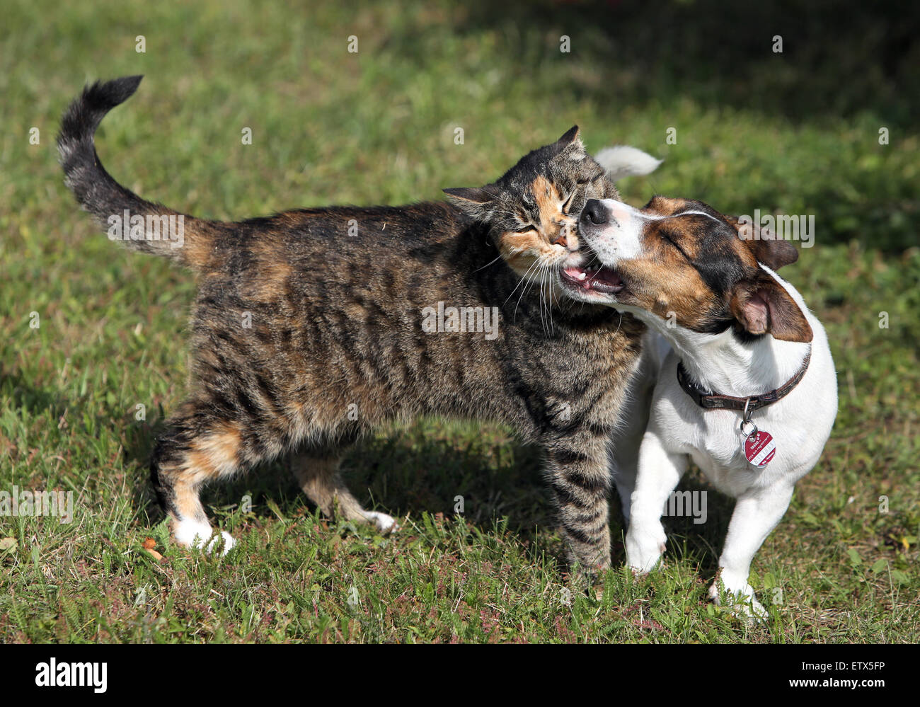 Görlsdorf, Deutschland, Jack Russell Terrier beißt eine Hauskatze Stockfoto