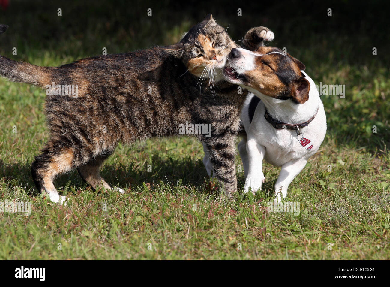 Görlsdorf, Deutschland, Jack Russell Terrier beißt eine Hauskatze Stockfoto