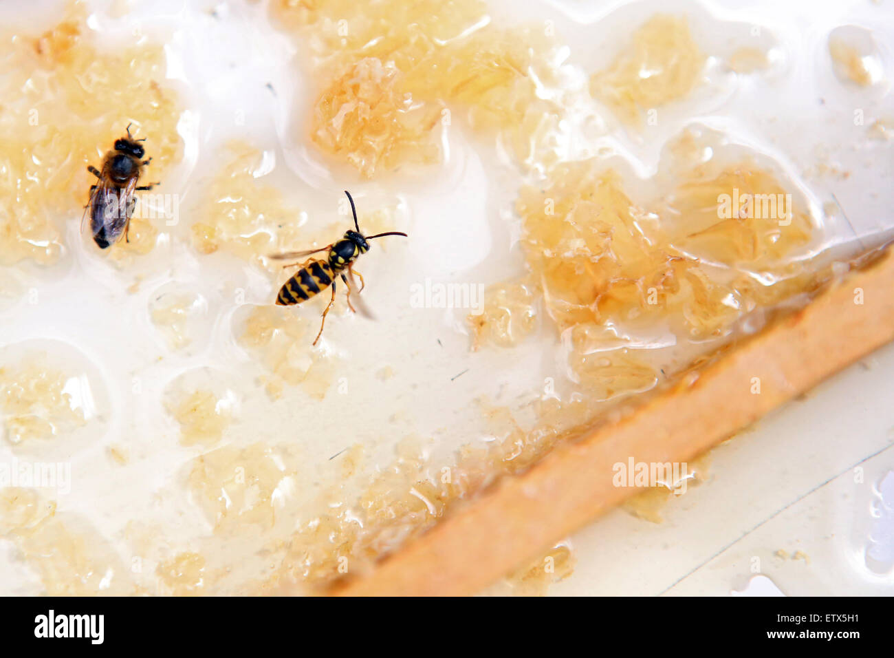 Briescht, Deutschland, Honigbiene und Wespe sitzt auf einer Wabe Stockfoto