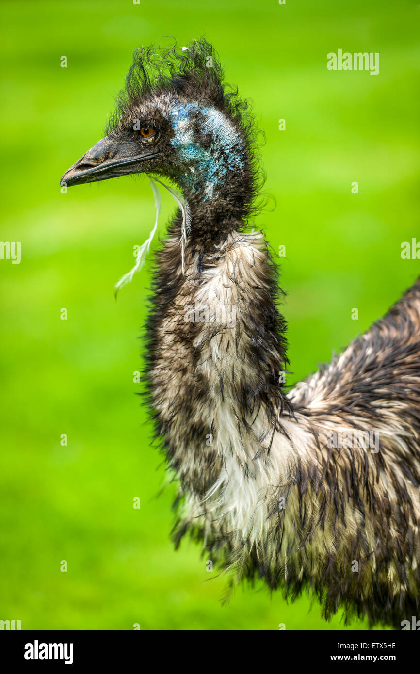 Der Emu, gebürtig aus Australien, ist der zweitgrößte Vogel der Welt nach dem Strauß. Diese flugunfähigen Vogel erreichen bis zu 1 Stockfoto