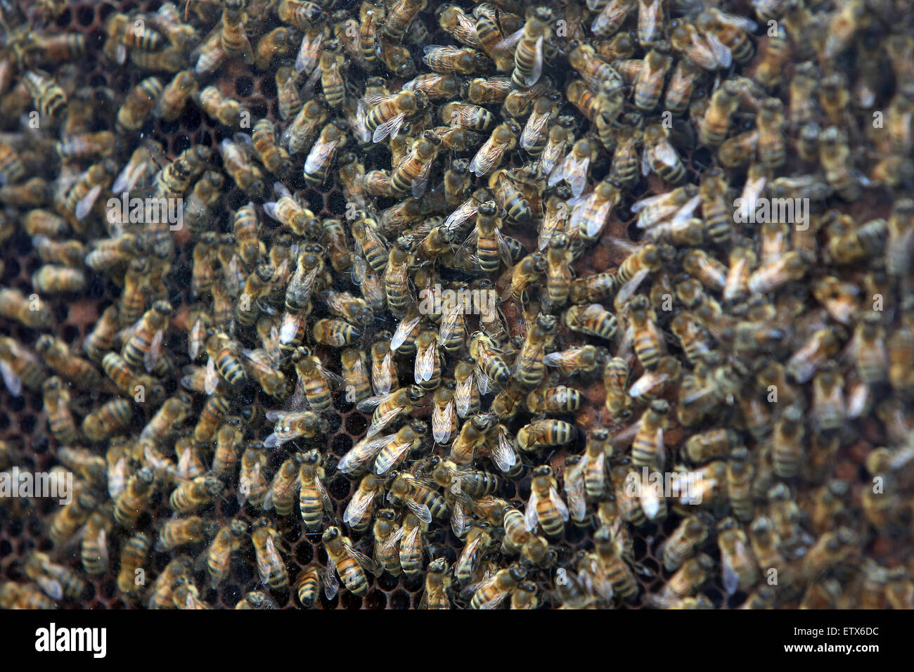 Hannover, Deutschland, Honigbienen hinter Glas auf einer Wabe Stockfoto