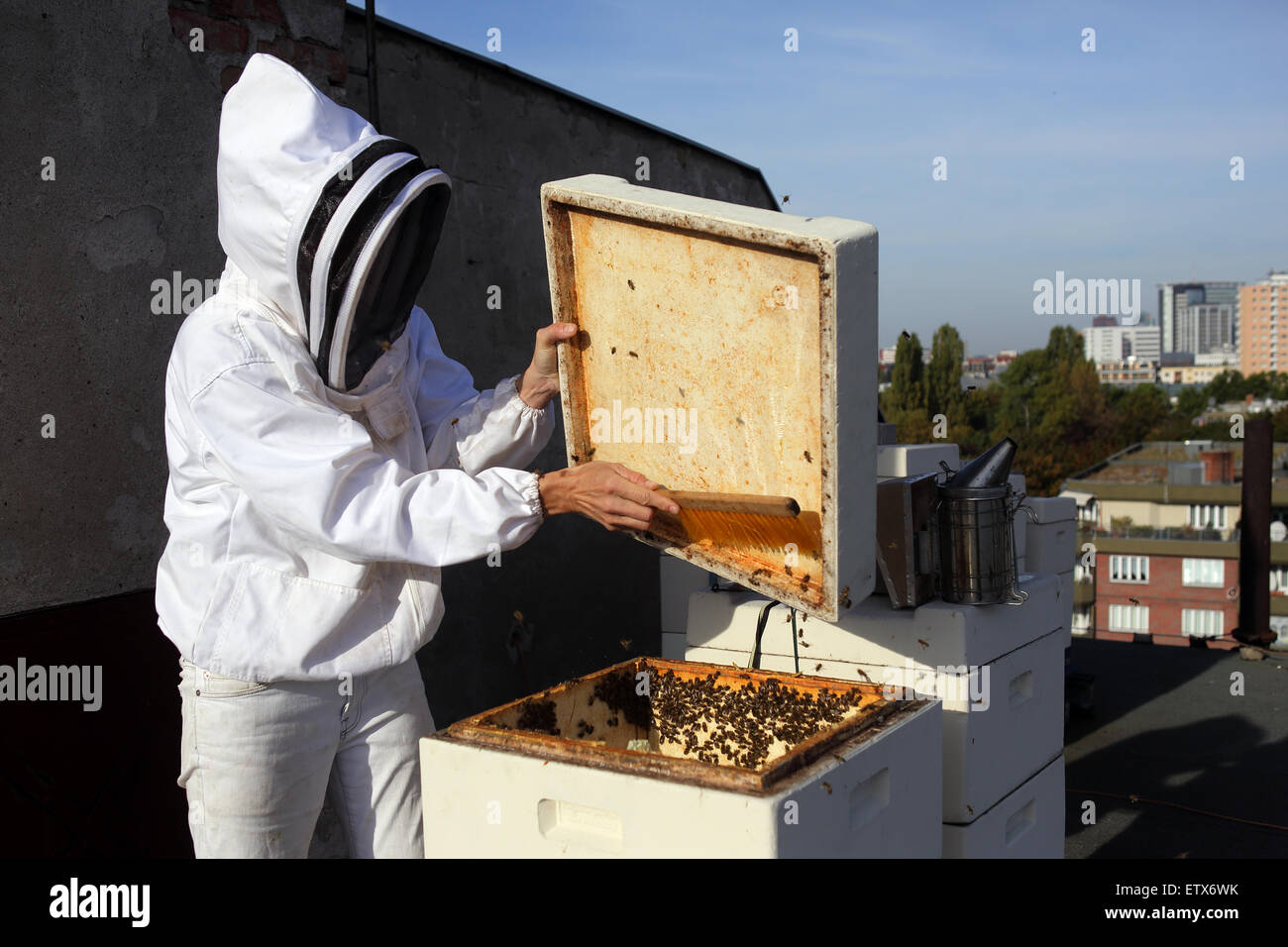Berlin, Deutschland, fegt Imker Bienen in den Bienenstock Stockfoto