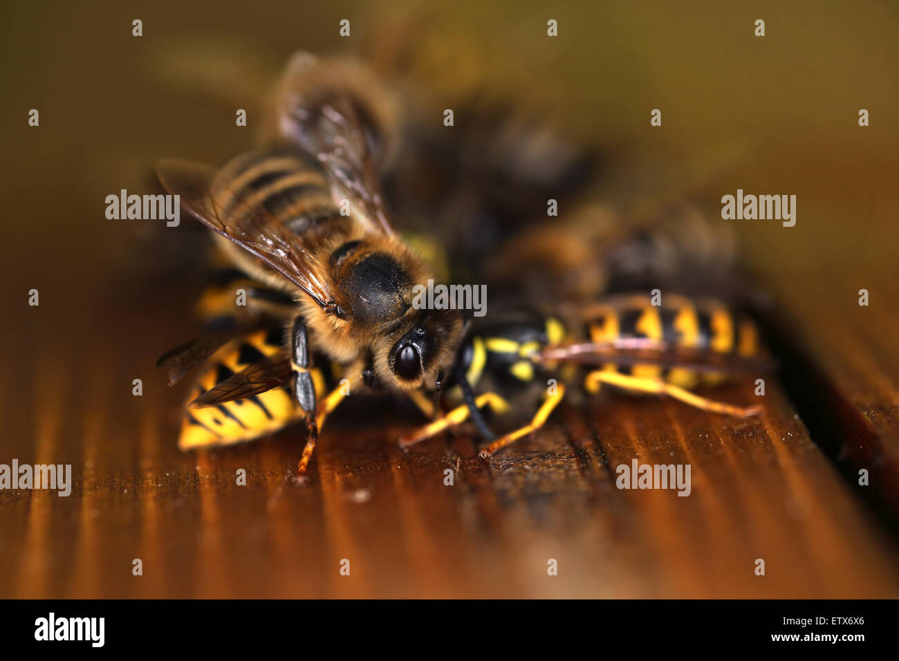 Berlin, Deutschland, Honigbiene, sitzen auf zwei Wespen Stockfoto