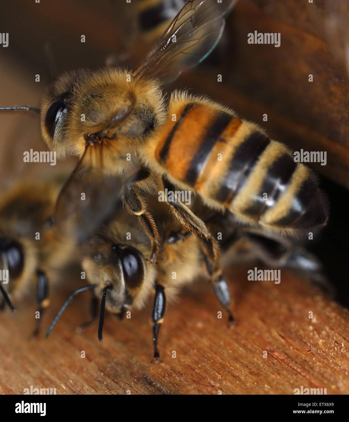 Berlin, Deutschland, am Flugloch eine Honigbiene Bienenstock Stockfoto