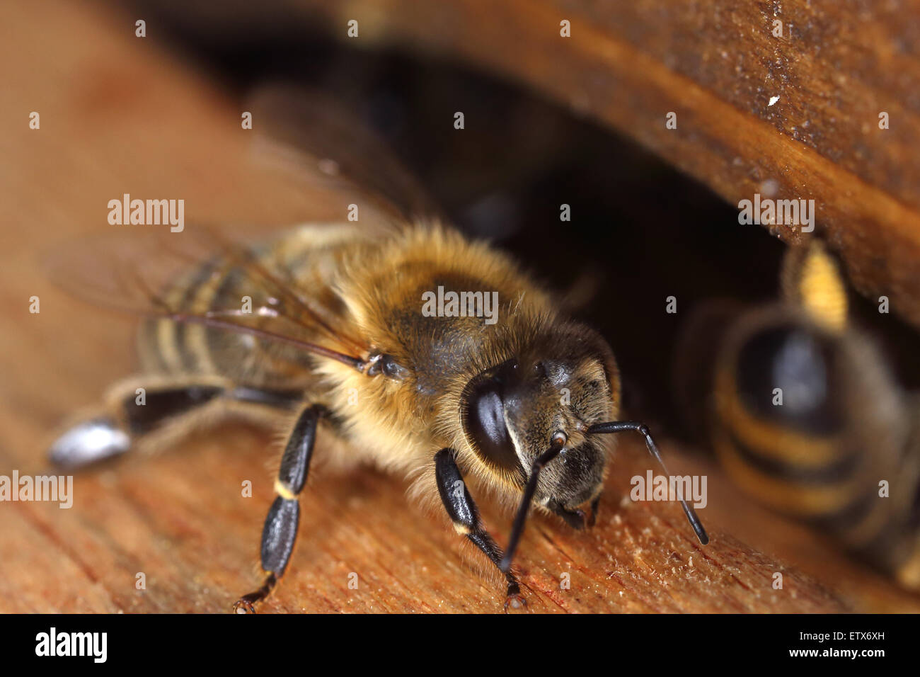 Berlin, Deutschland, am Flugloch eine Honigbiene Bienenstock Stockfoto