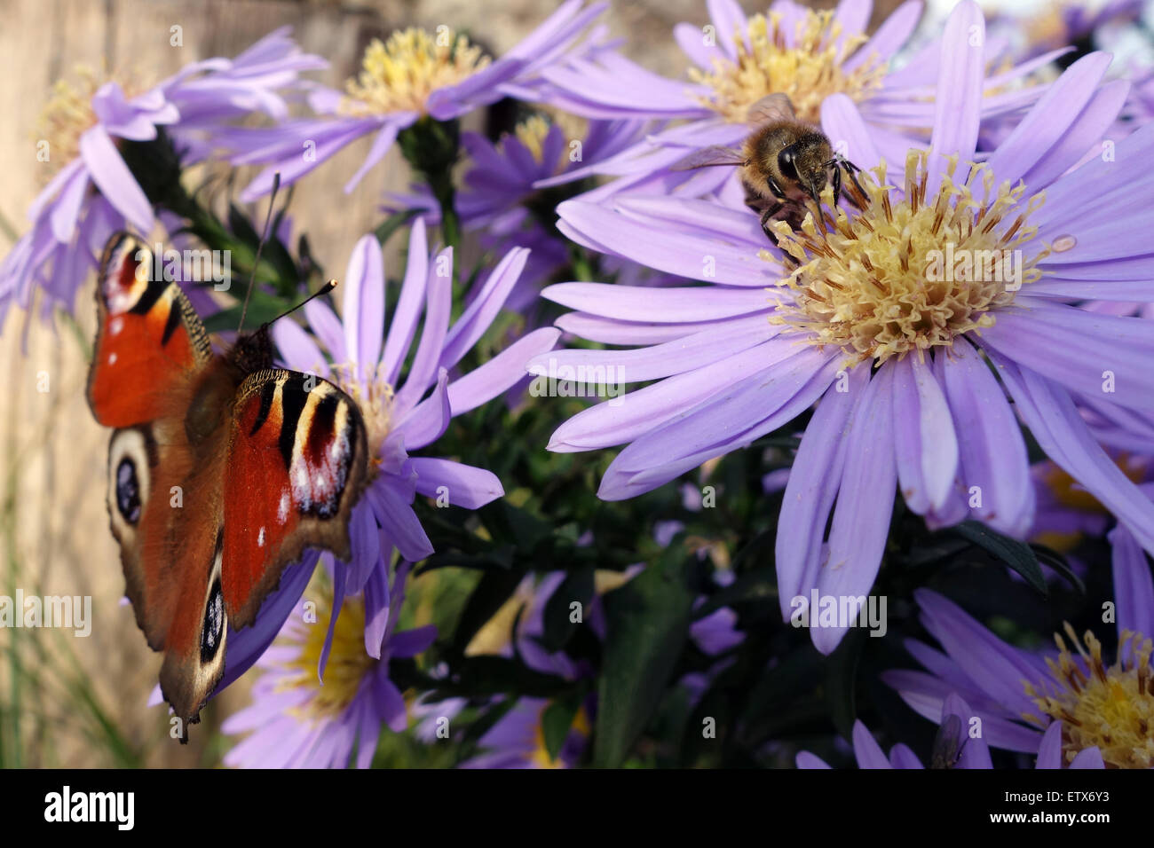 Briescht, Deutschland, Biene und Admiral sammeln Nektar auf lila Astern Stockfoto