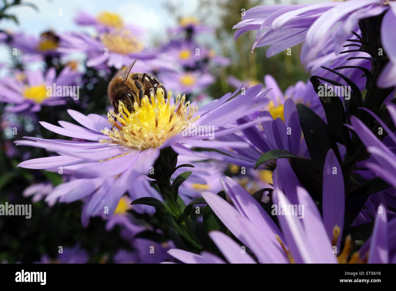 Briescht, Deutschland, Bienen sammeln Nektar und Pollen auf einer violetten Herbstaster Stockfoto