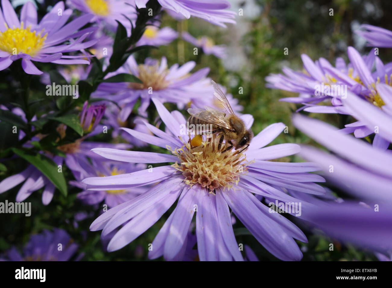 Briescht, Deutschland, Biene sammelt Nektar auf einem violetten Herbstaster Stockfoto