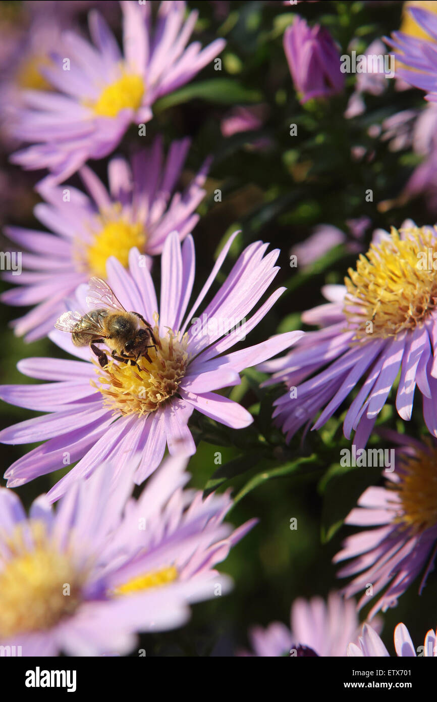 Briescht, Deutschland, Biene sammelt Nektar auf einem violetten Herbstaster Stockfoto