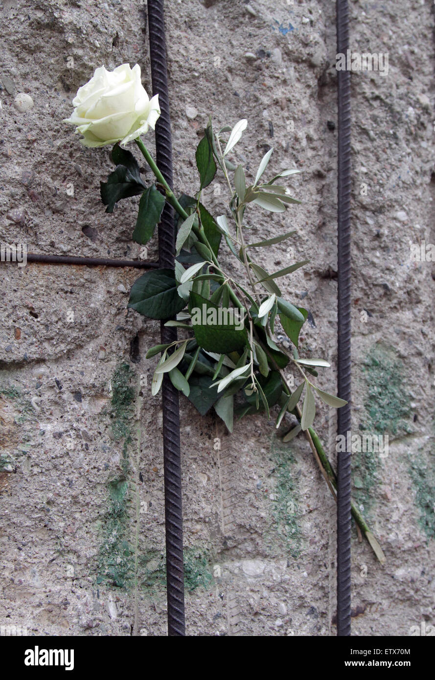 Berlin, Deutschland, rose weiß in Gedenken an die Opfer der deutschen Teilung in der Gedenkstätte Berliner Mauer Stockfoto