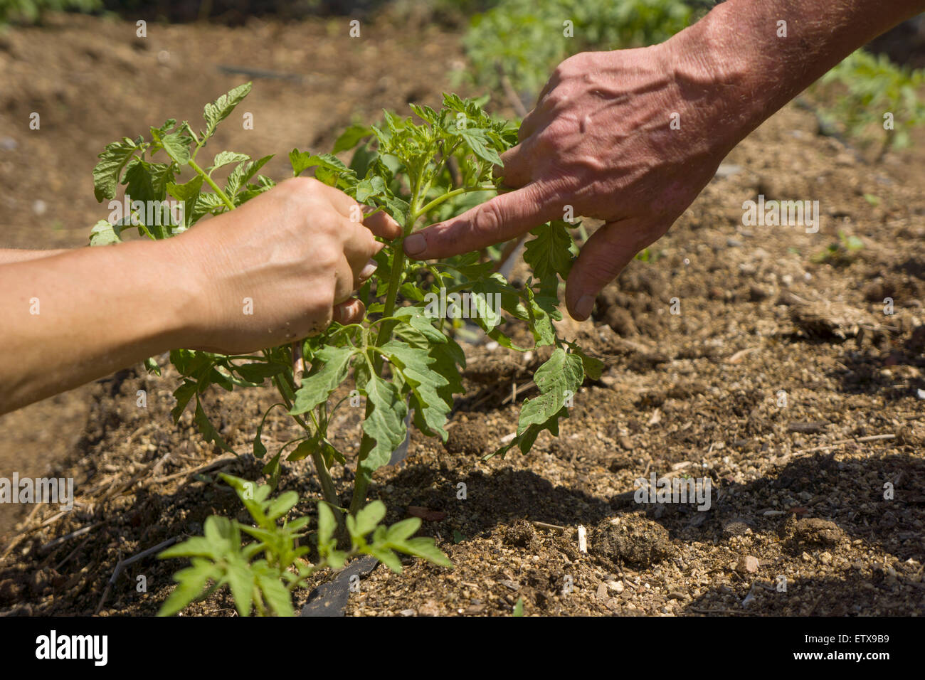 Manuell Beschneidung kleinen Tomatenpflanzen um Wachstum zu ermöglichen. Stockfoto