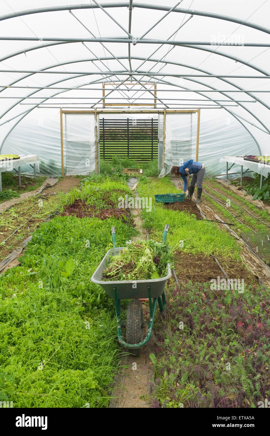 Anbau von Gemüse in einem Folientunnel auf ein organisches Kleinbetrieb, Ross-Shire, Schottland. Stockfoto
