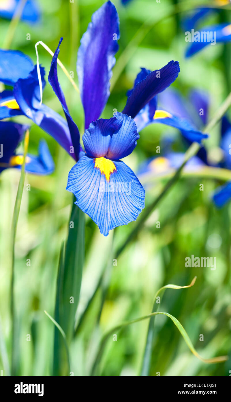 Blaue Iris Blume über grünen Rasen im Sommergarten Stockfoto