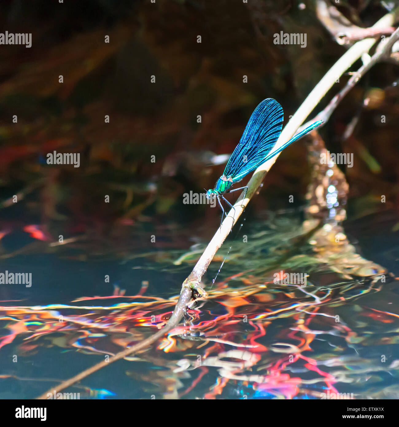 Libelle auf dem Wasser Stockfoto