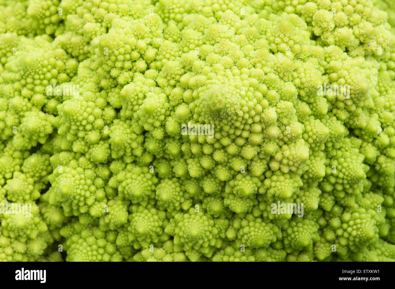 Nahaufnahme von Romanescu Brokkoli zeigt fraktale Muster. Stockfoto