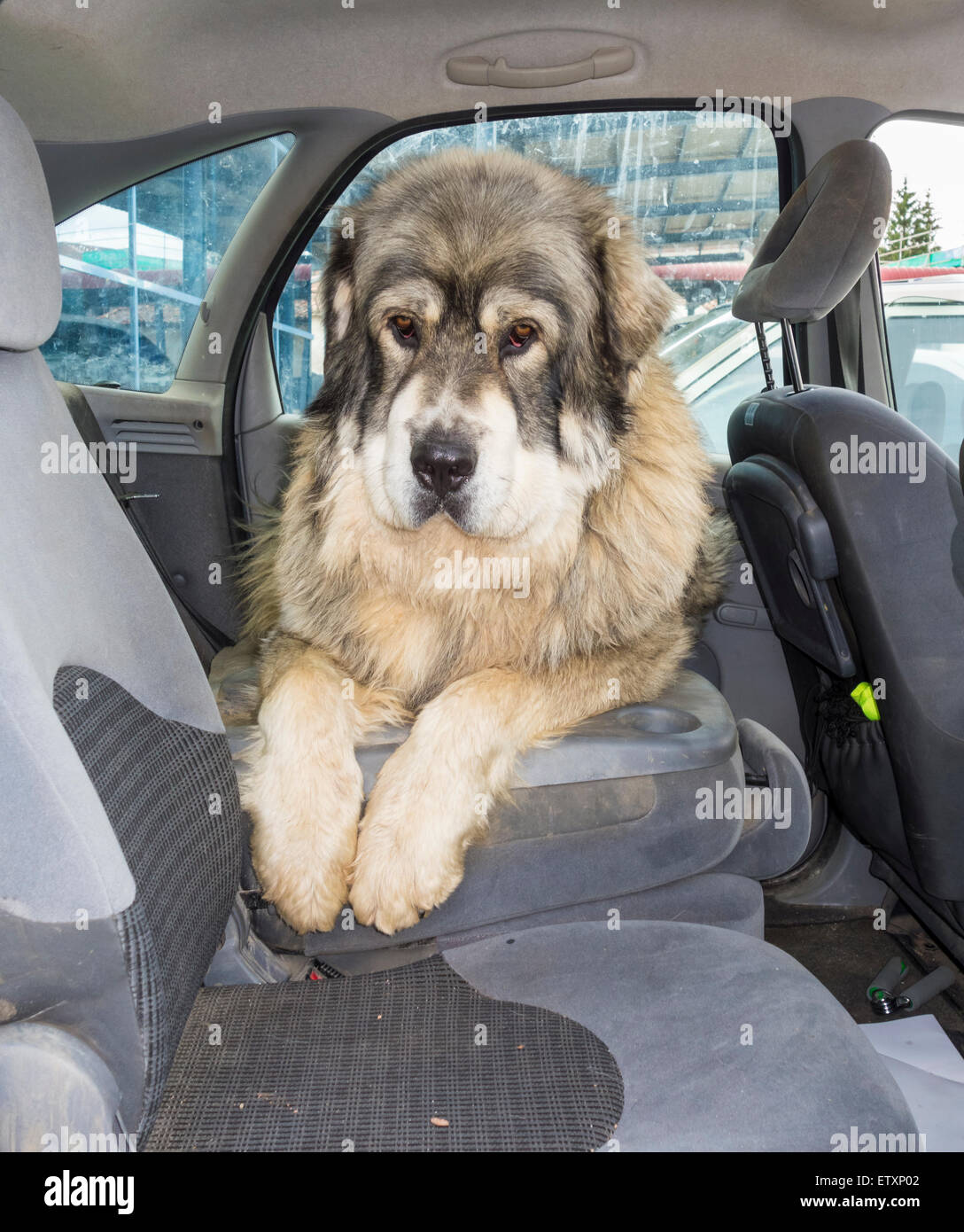 80 Kilo Pyrenäen Mastiff (Mastin Pirineo) Hund auf dem Rücksitz des Autos an einem heißen Tag Stockfoto