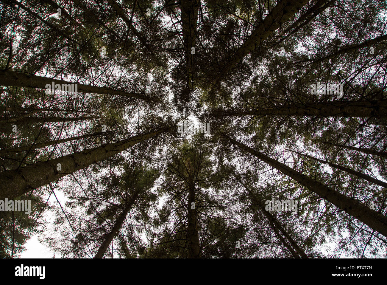 Blick zum Bäume schwindlige Muster erstellen Stockfoto
