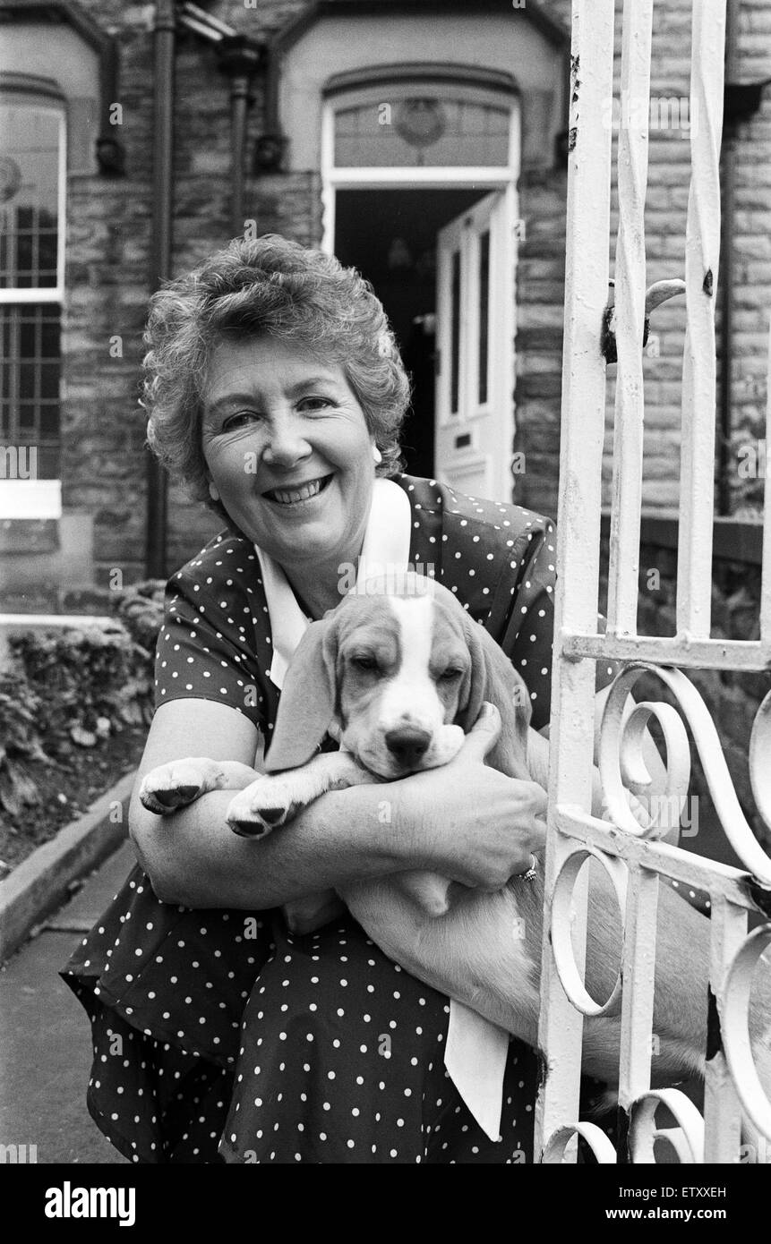 Sandstrand, die spitzbübische Beagle, führte ein weiterer Trick gestern Abend - und mussten durch die Feuerwehr gerettet werden. 12 Wochen alten Welpen, beweist eine echte Hand voll für Besitzer Frau Jose Howes, geschafft, den Kopf fest in einem schmiedeeisernen Tor um seine Taylor Hill h gefangen Stockfoto