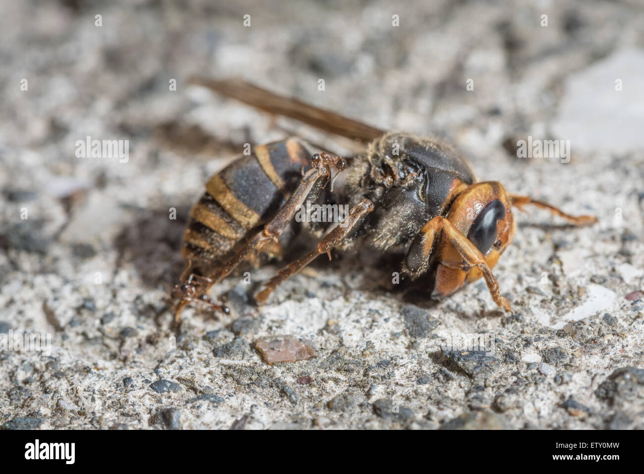 Eine Makroaufnahme einige Ameisen Klettern auf den Körper des Toten Wespe. Stockfoto