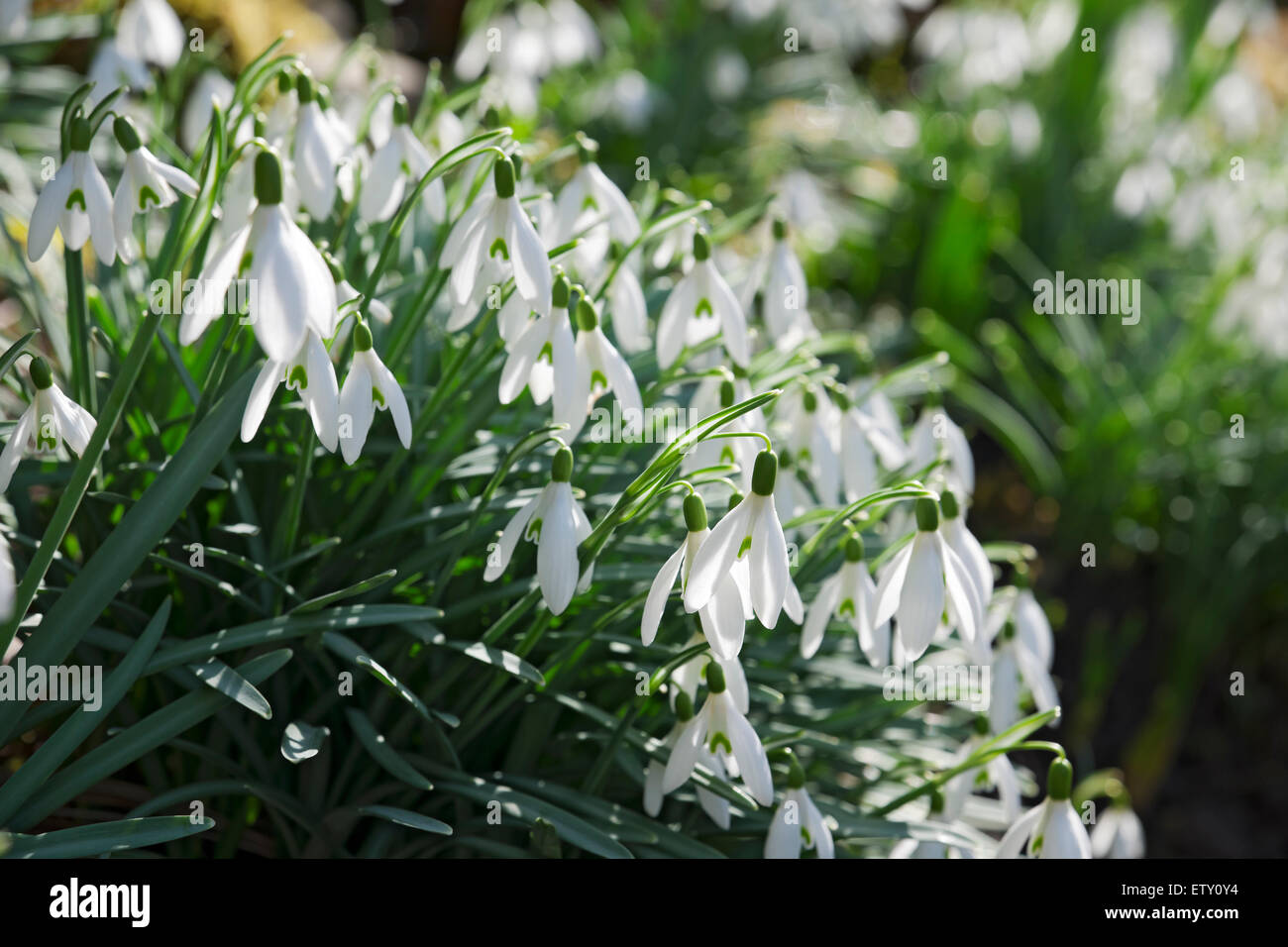 Nahaufnahme von Schneeglöckchen Schneeglöckchen weiße Blumen blühen in Der Garten im Winter England Großbritannien GB Groß Großbritannien Stockfoto