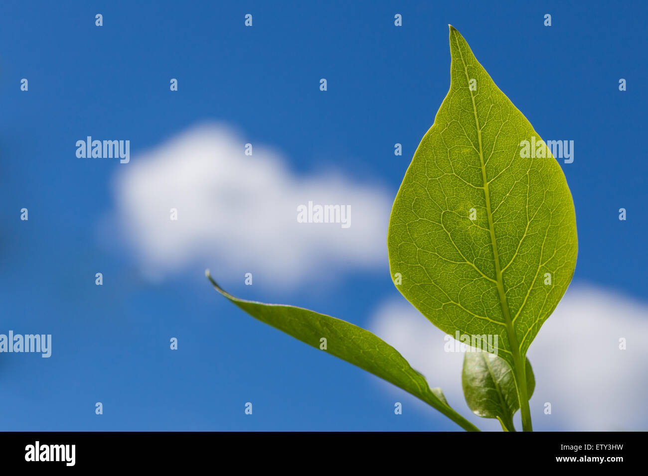 Ein grünes Blatt mit sichtbaren Venen blau bewölkten Himmel Stockfoto