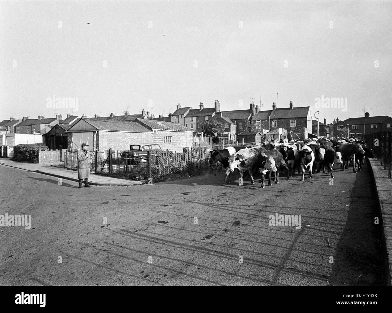 Rinder werden auf den Markt in Banbury, Oxfordshire angetrieben. 17. Mai 1968. Stockfoto