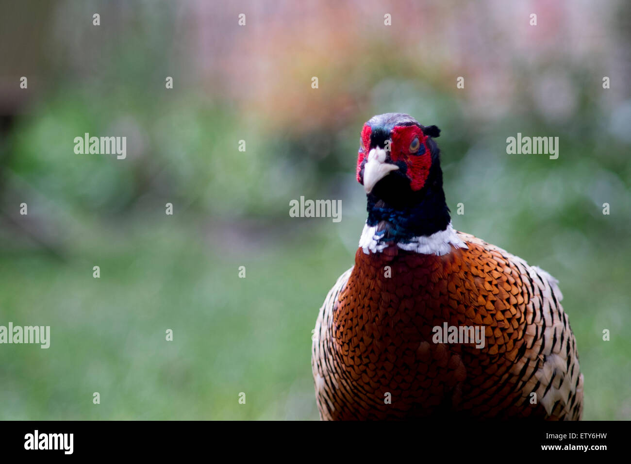 Eine bunten Fasan in einem Garten Stockfoto