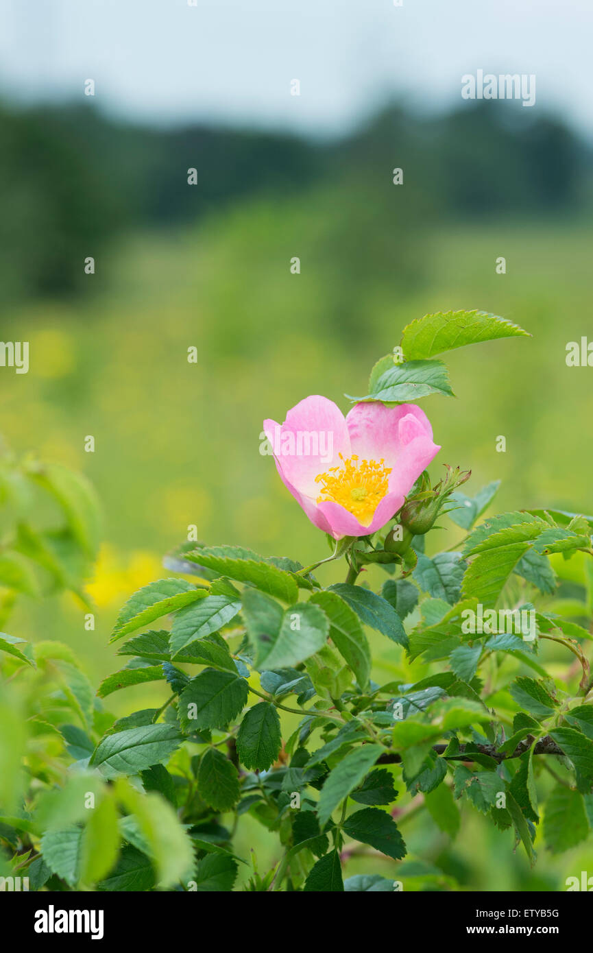 Rosa Canina. Dog Rose Blume in einem englischen Garten Stockfoto
