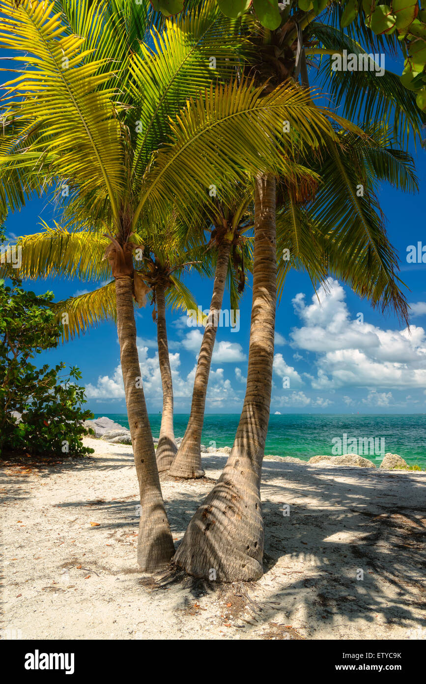 Palm Beach. Palmen am Strand nahe dem Meer Stockfoto