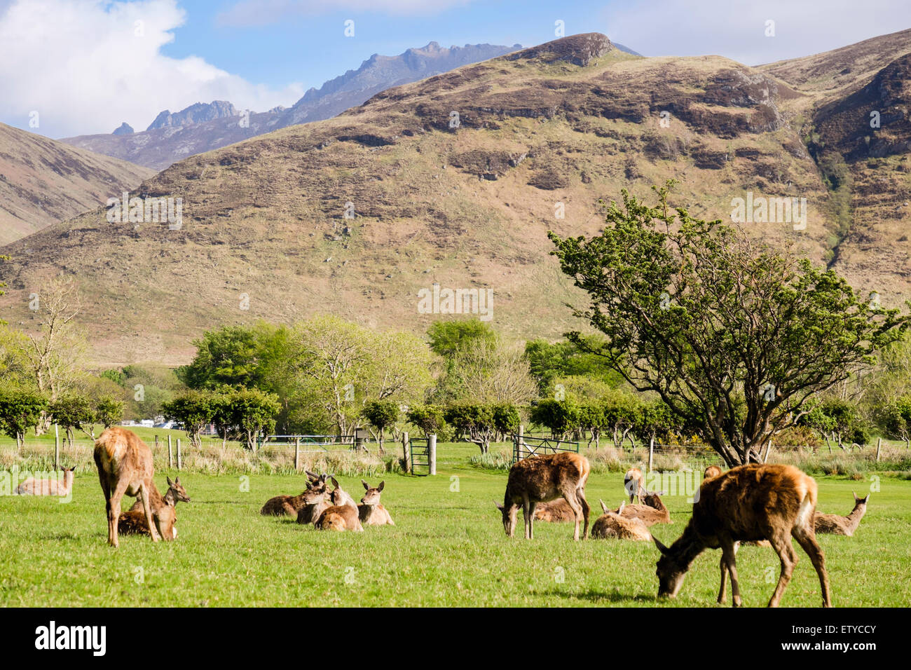 Hinds schottischen Red Deer (Cervus elaphus) Beweidung auf Golfplatz in Tal. Lochranza Isle of Arran Western Isles Schottland Großbritannien Großbritannien Stockfoto