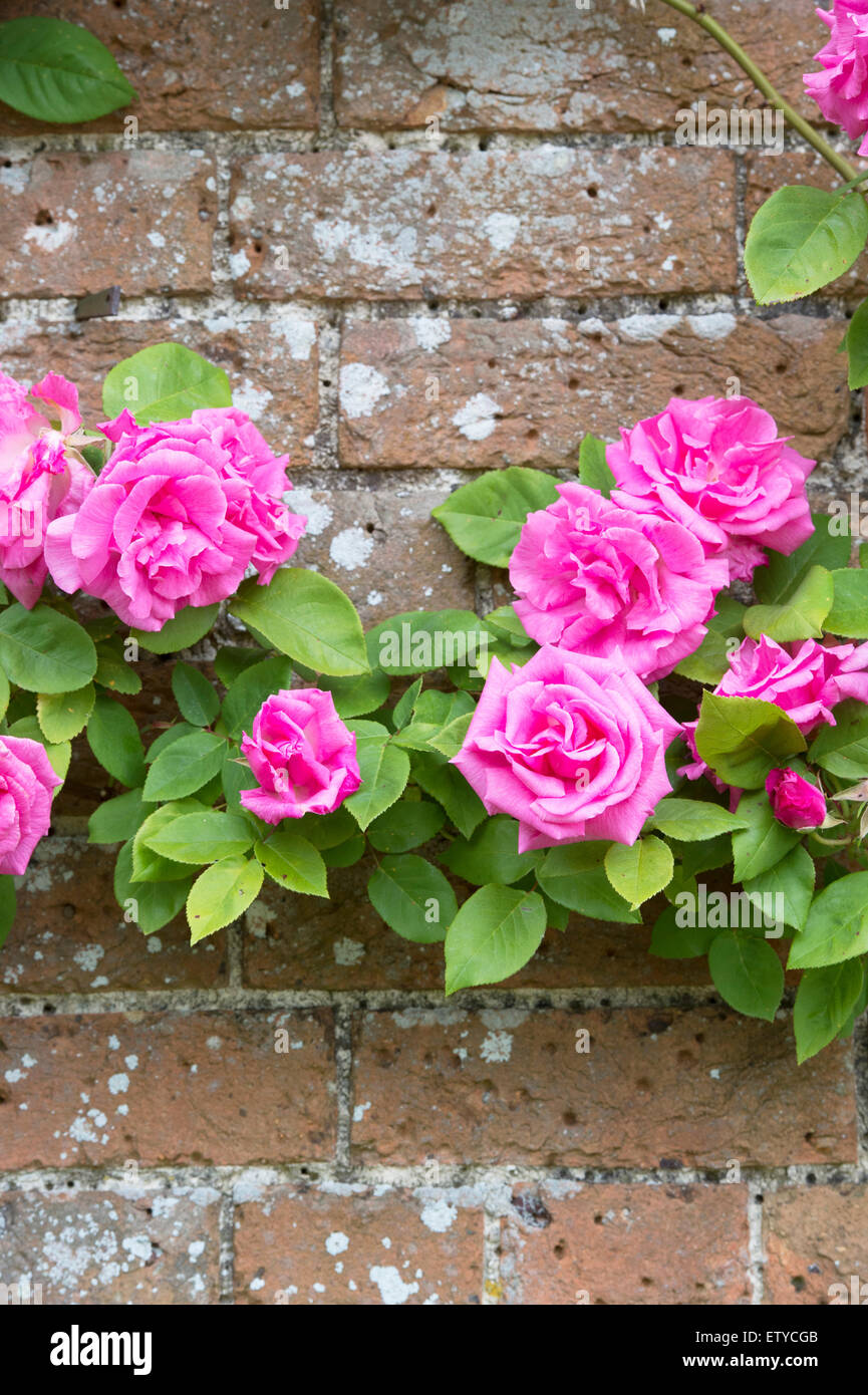 Rosa Zephirine Drouhin. Dornlos Rose klettern über eine Mauer in Waterperry Gardens, Wheatley, Oxfordshire, England Stockfoto