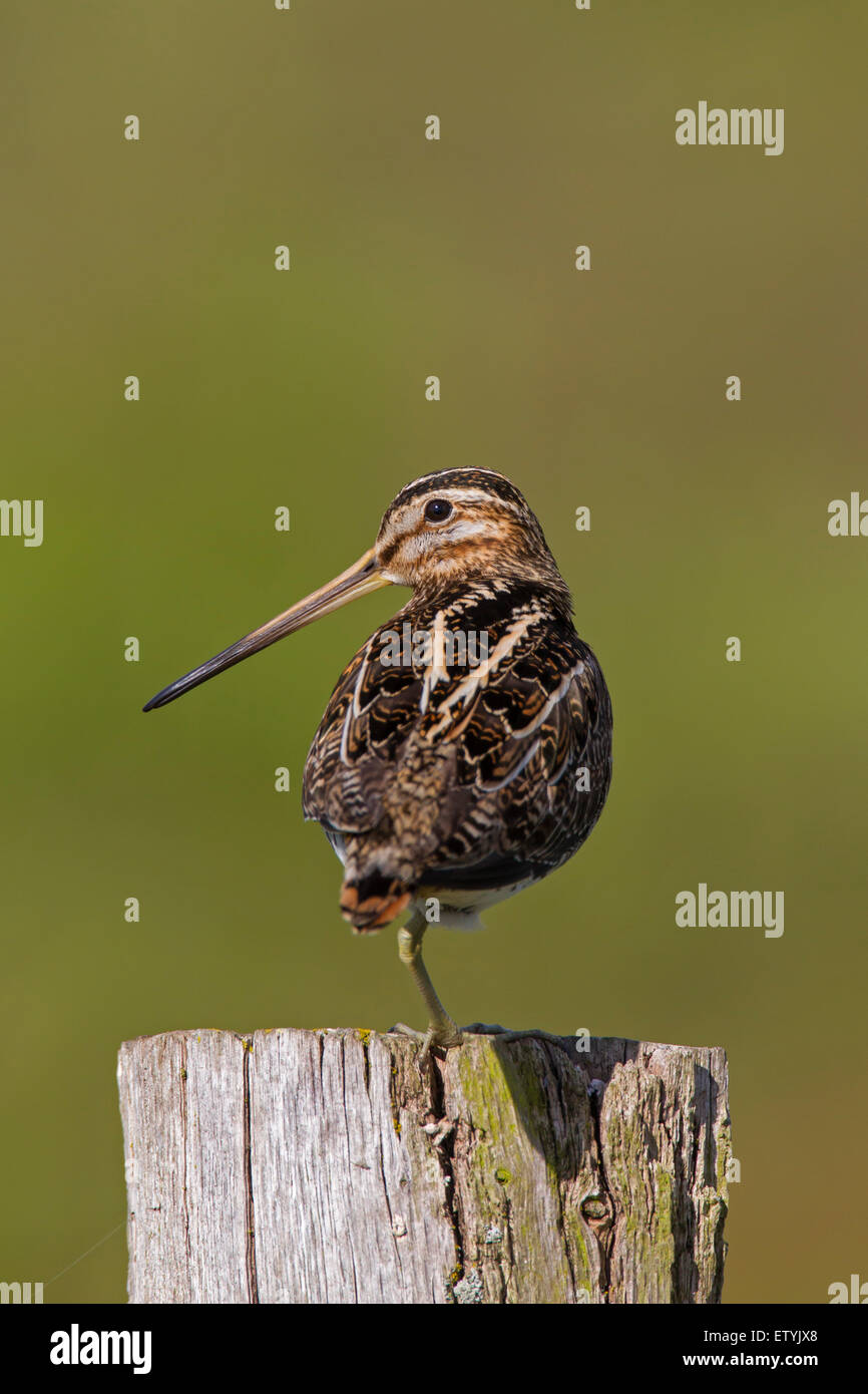 Bekassine (Gallinago Gallinago) stehen auf einem Bein am Zaunpfosten Stockfoto