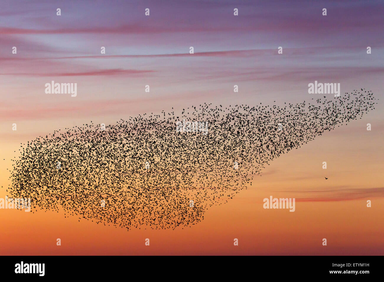 Europäische Starling Murmuration / große Herde von gemeinsamen Stare (Sturnus Vulgaris) und Raubvogel im Flug bei Sonnenuntergang Stockfoto