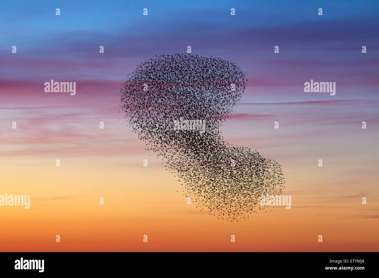 Europäische Starling Murmuration / große Herde von gemeinsamen Stare (Sturnus Vulgaris) im Flug bei Sonnenuntergang Stockfoto