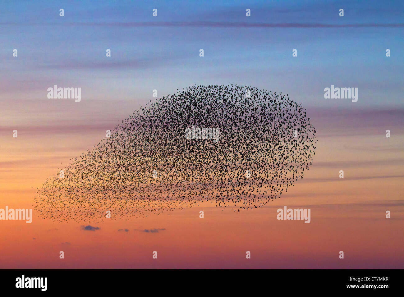 Europäische Starling Murmuration / große Herde von gemeinsamen Stare (Sturnus Vulgaris) im Flug bei Sonnenuntergang Stockfoto