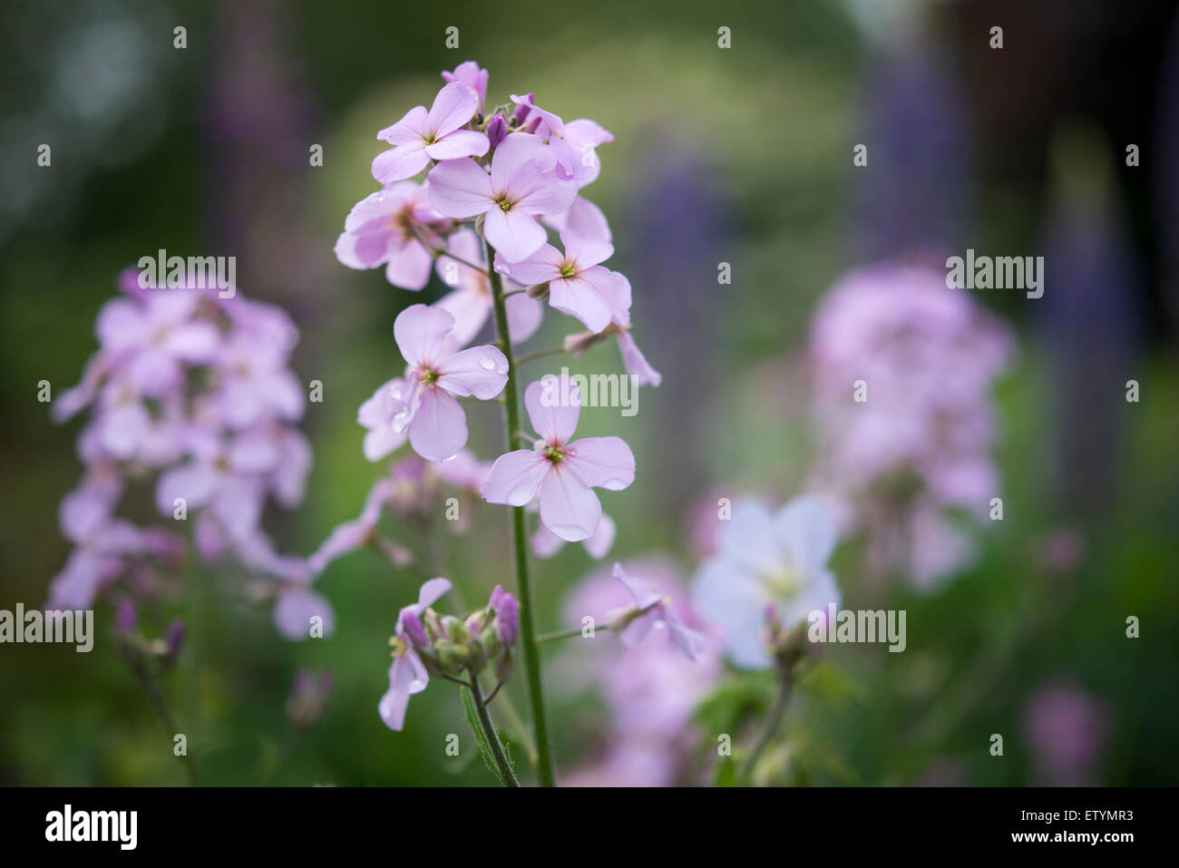 Blass rosa Hesperis Matronalis (Dames violett, Sweet Rakete) in einem englischen Landhaus-Garten. Stockfoto