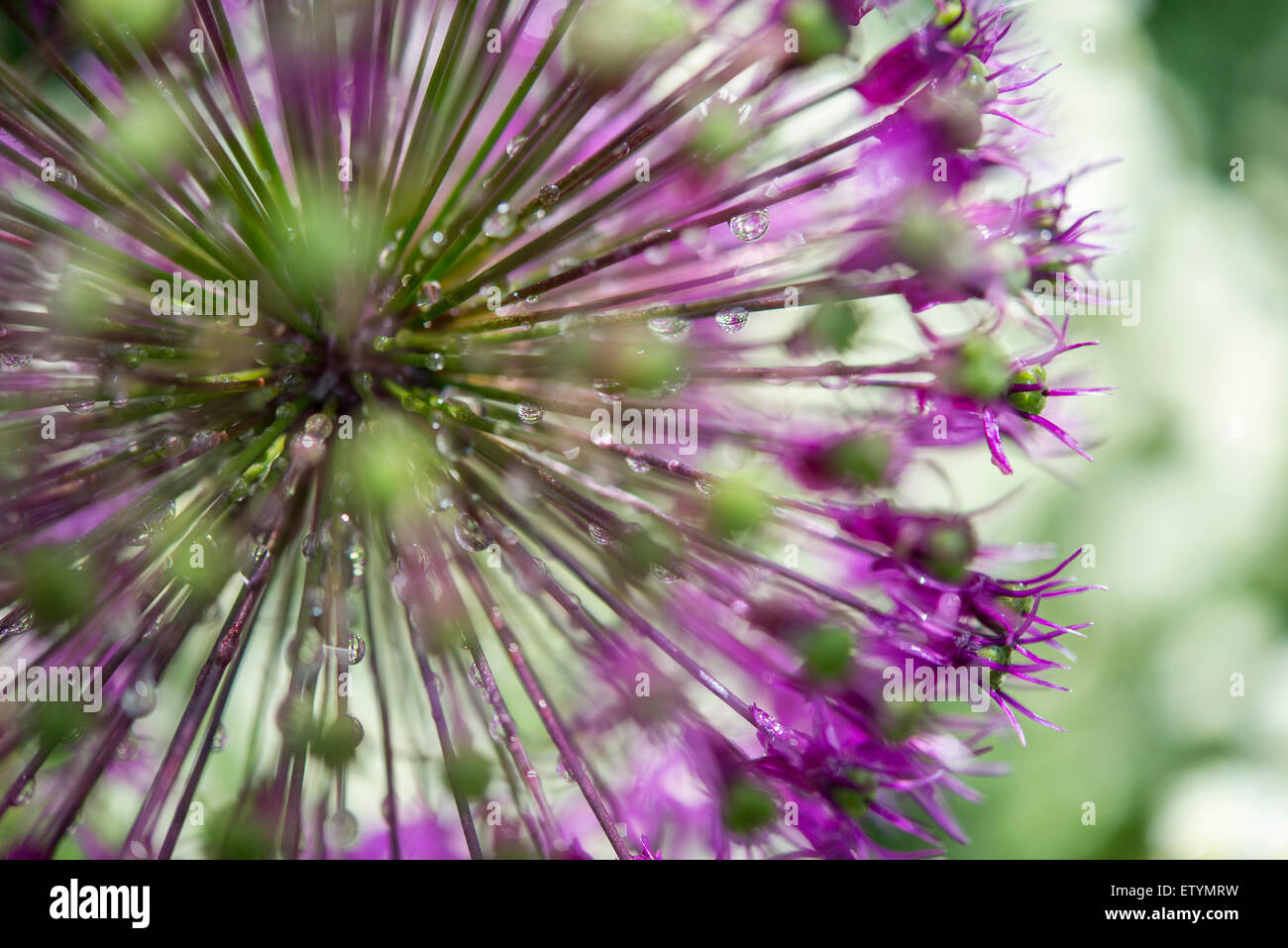 Nahaufnahme von einem Allium Blütenstand mit einer Explosion von Stielen in Regentropfen bedeckt. Stockfoto