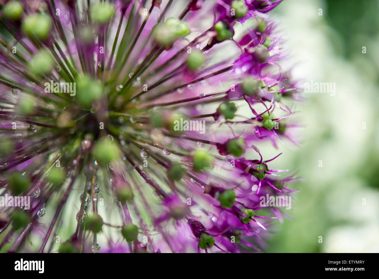 Nahaufnahme von einem Allium Blütenstand mit einer Explosion von Stielen in Regentropfen bedeckt. Stockfoto