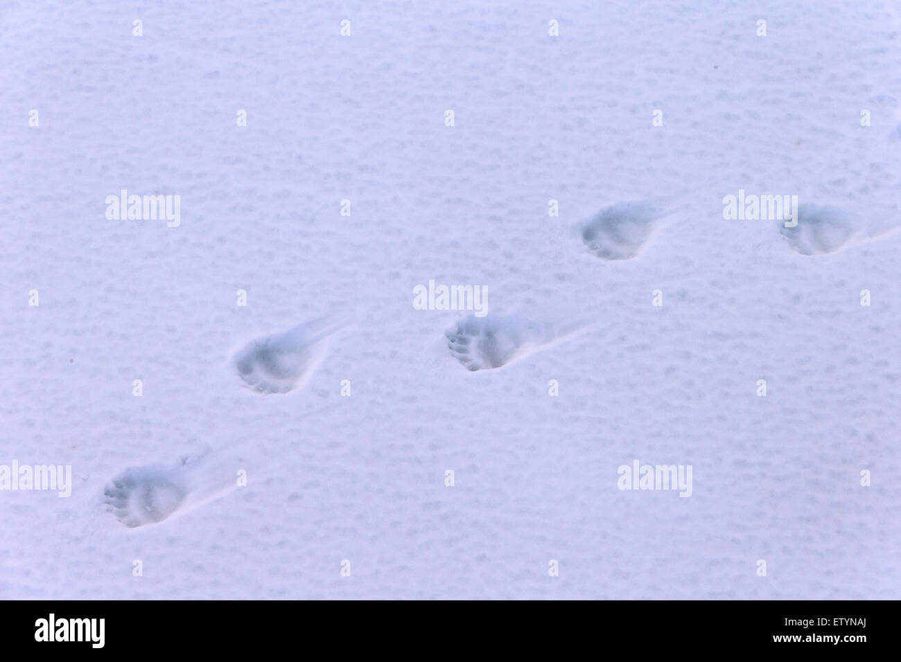 Eisbär (Ursus Maritimus / Thalarctos Maritimus) Spuren im Schnee Stockfoto