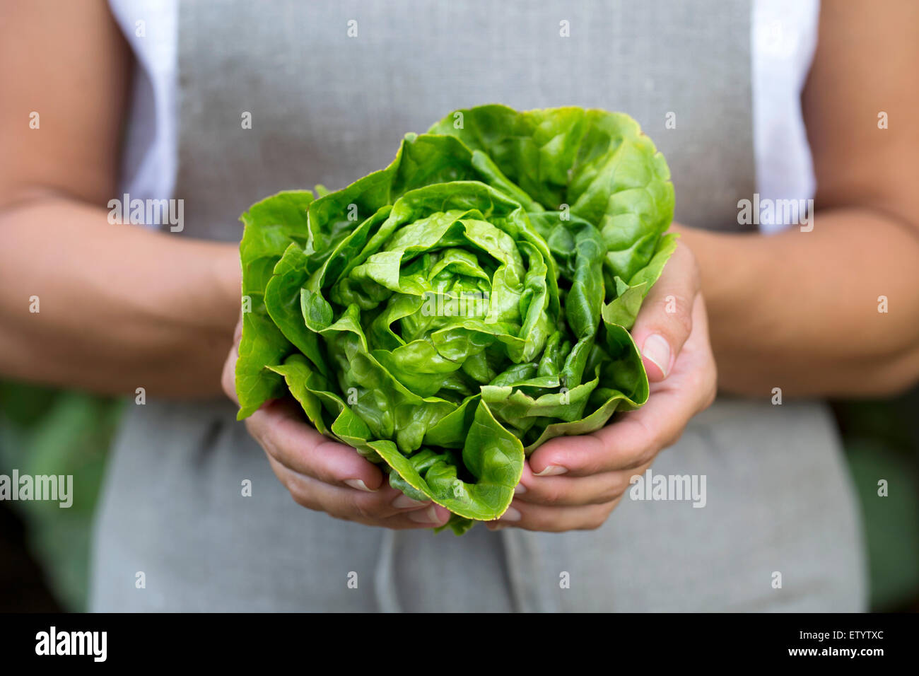 Eine Frau mit frisch gepflückten grünen Holzbehälter Salatkopf in der Hand. Stockfoto