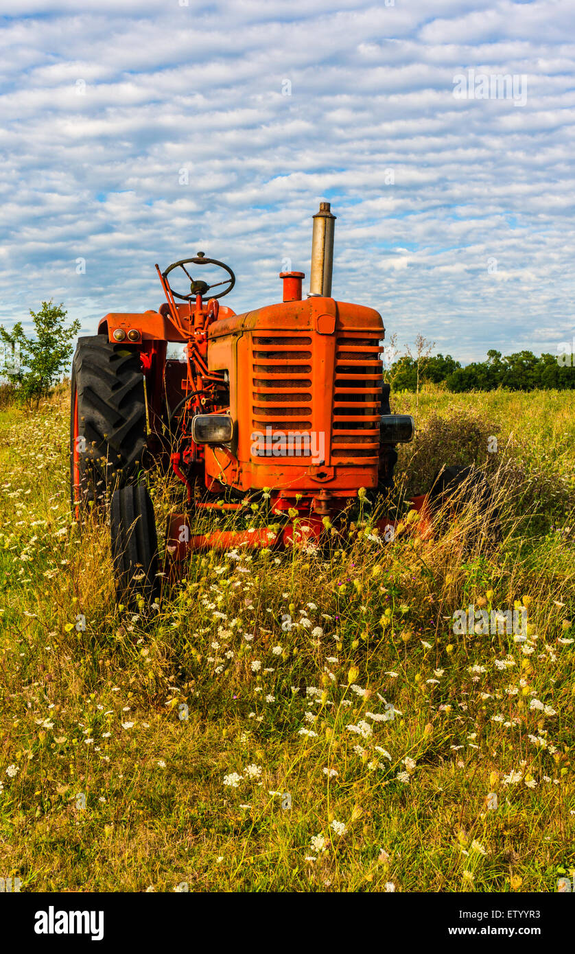 Roter Traktor saß unter wilden Blumen in einer grünen Wiese. Stockfoto