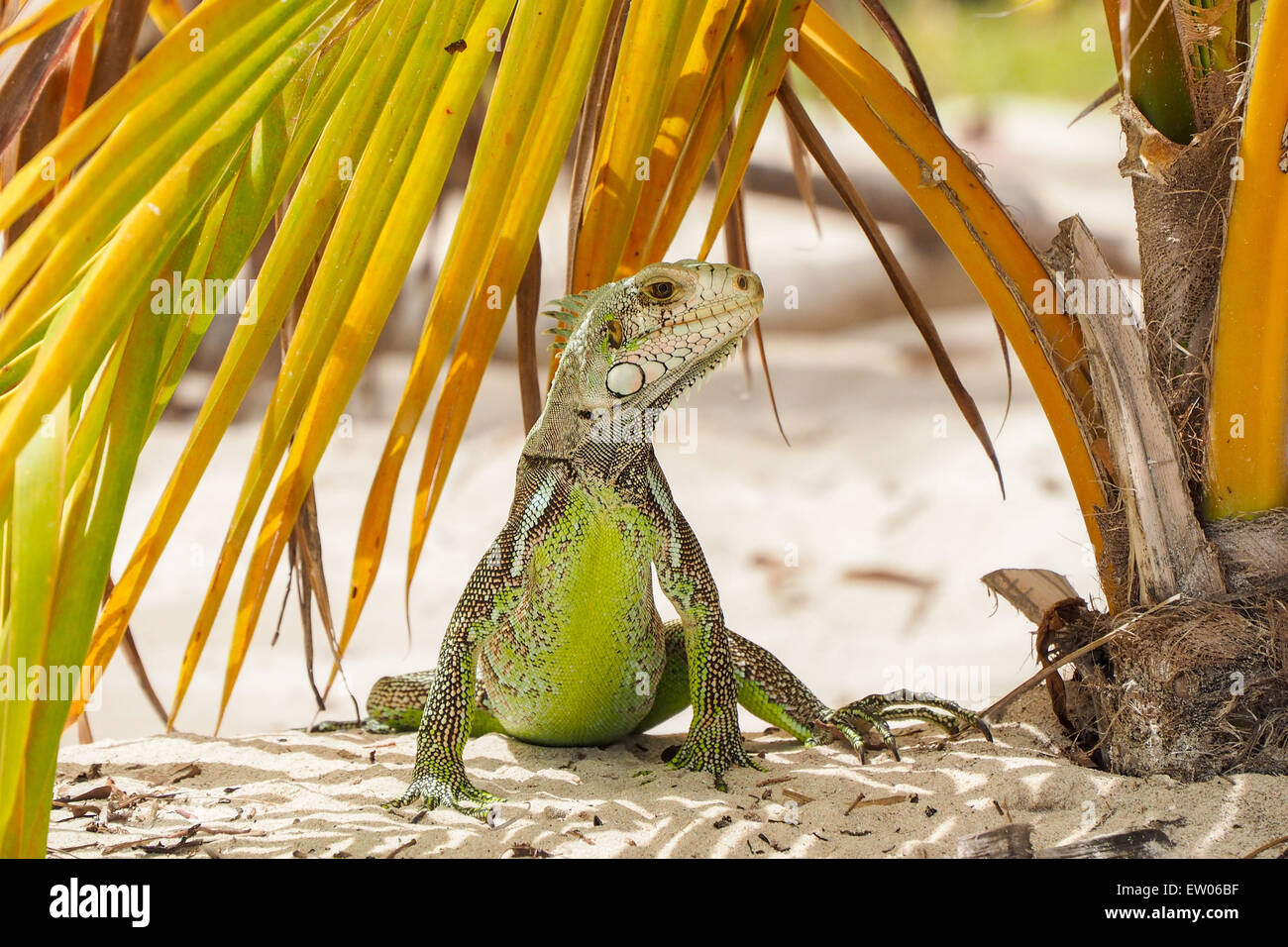 Ein schönes Beispiel für Leguan steht unter einem Palmenblatt an einem Sandstrand in Guadeloupe umzusehen Stockfoto