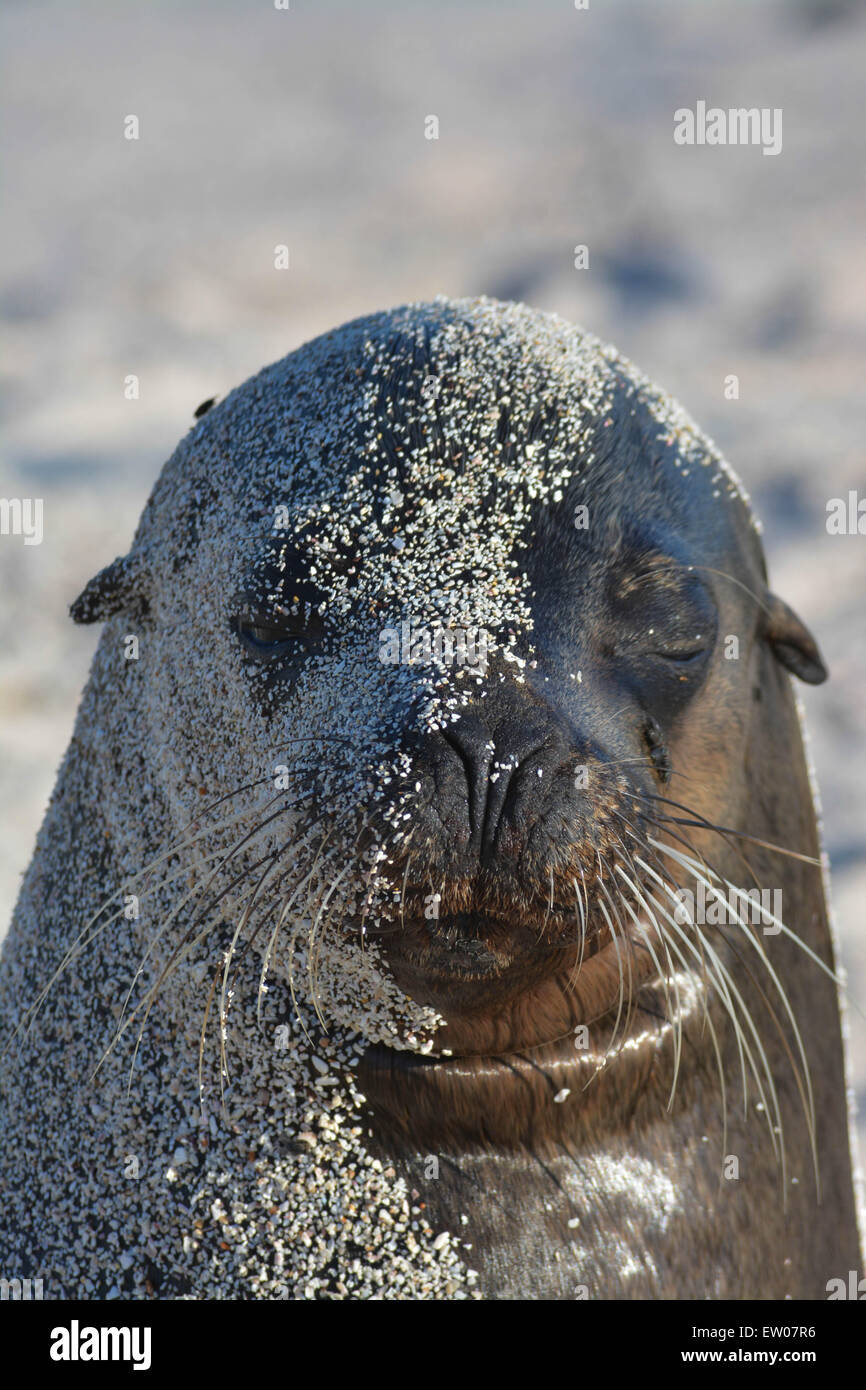 Galapagos-Seelöwen-Bull. Two-Face - halb im Sand bedeckt Stockfoto