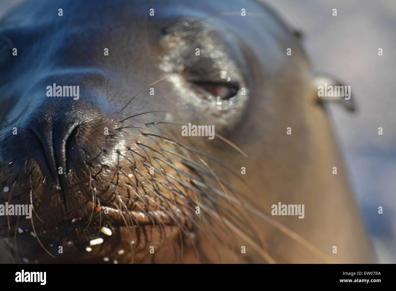Galapagos-Seelöwe Schnurrhaare hautnah Stockfoto