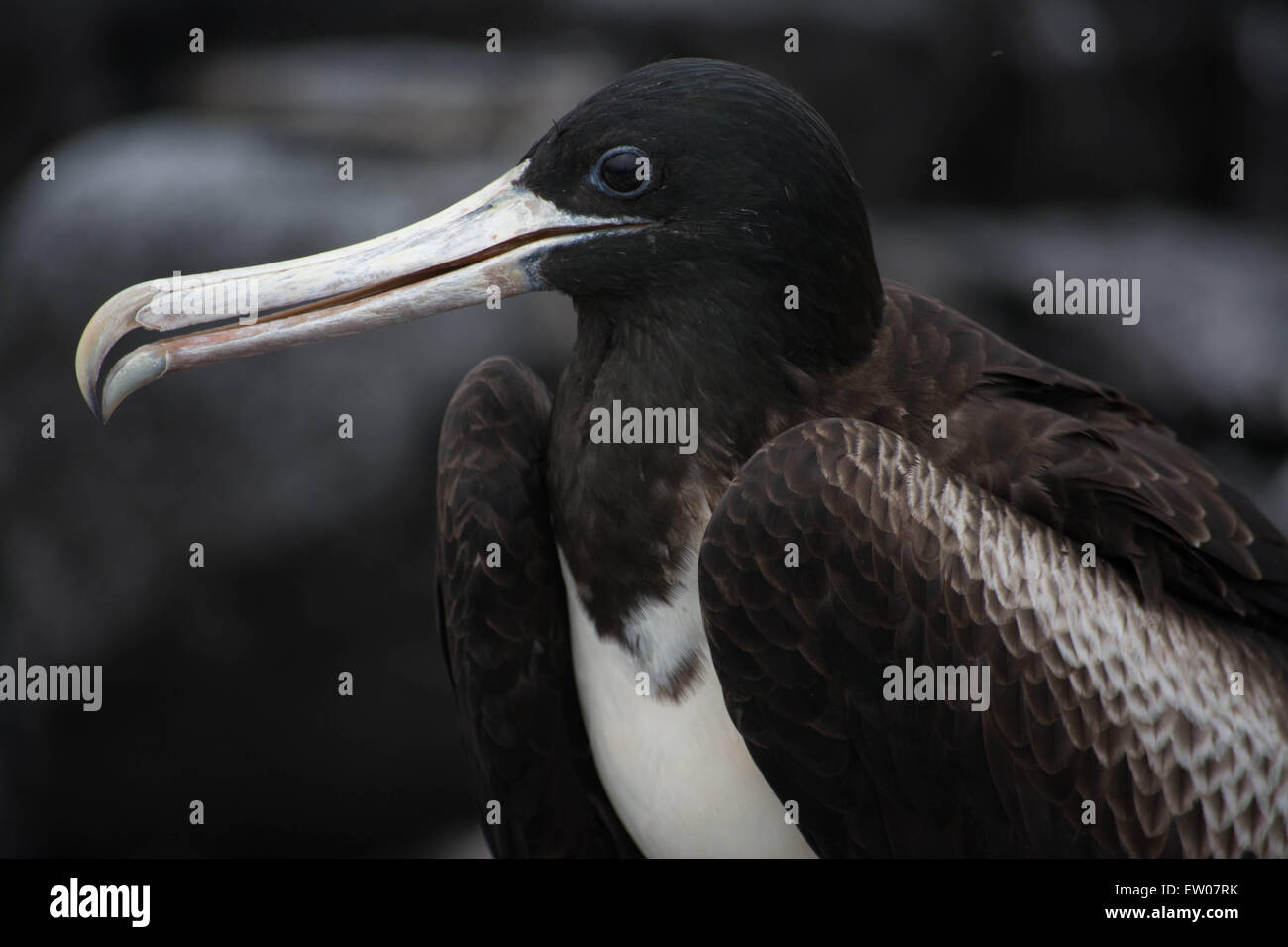 Herrliche Fregattvogel einen Überblick über ihre Umgebung, Galapagos. Stockfoto