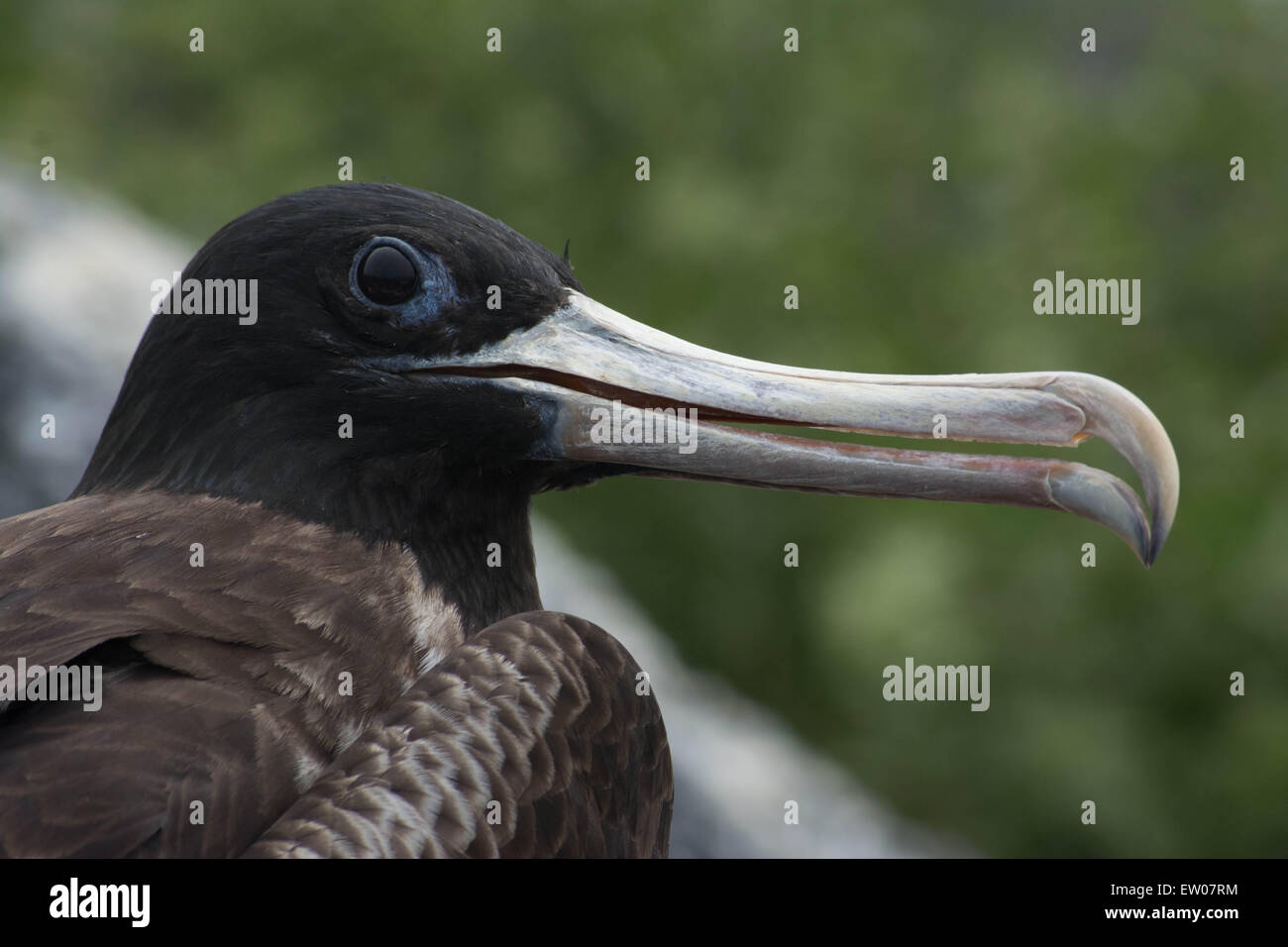 Herrliche Fregattvogel einen Überblick über ihre Umgebung, Galapagos. Stockfoto