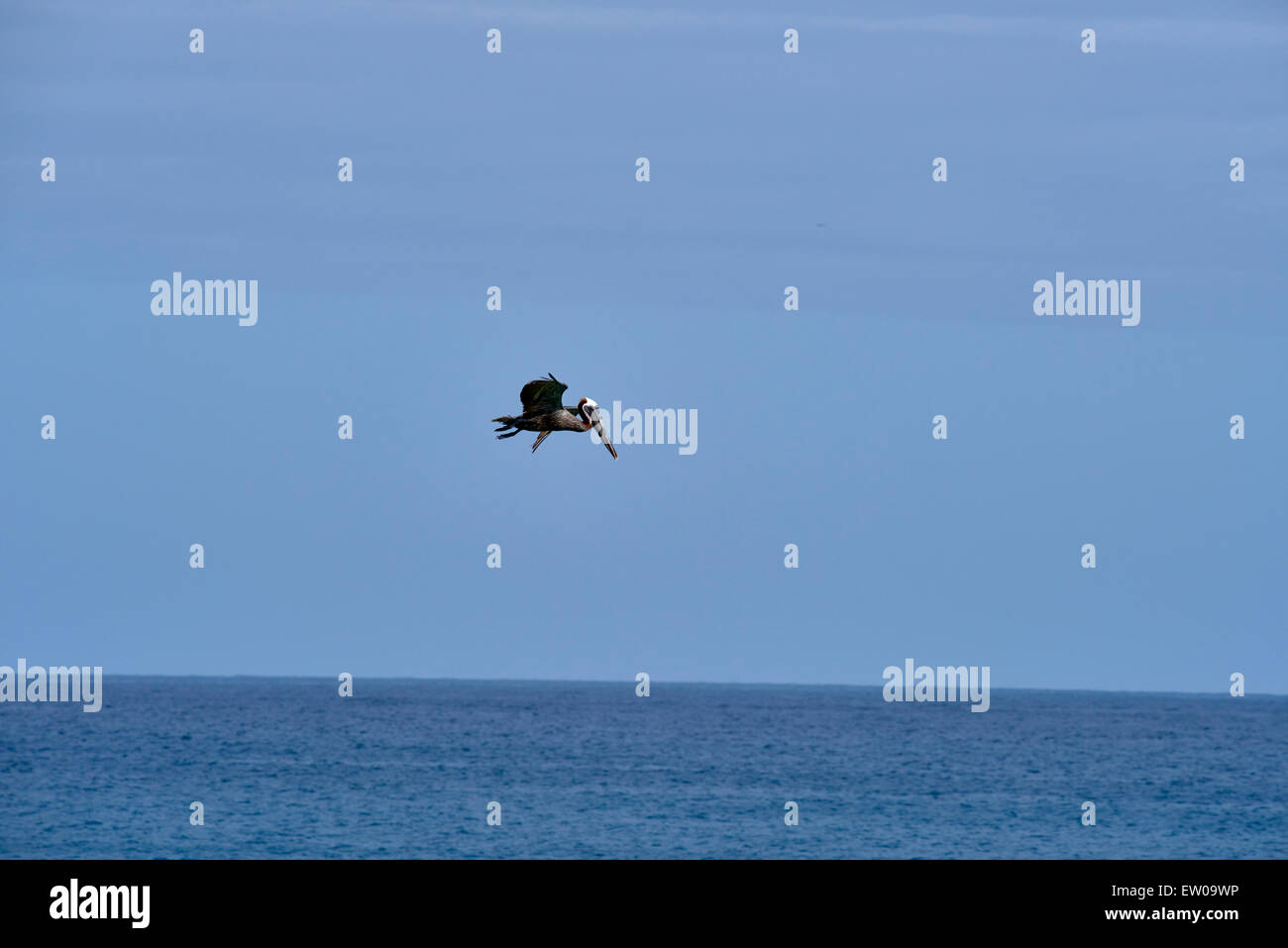 Pelikan im Flug zu tauchen Stockfoto